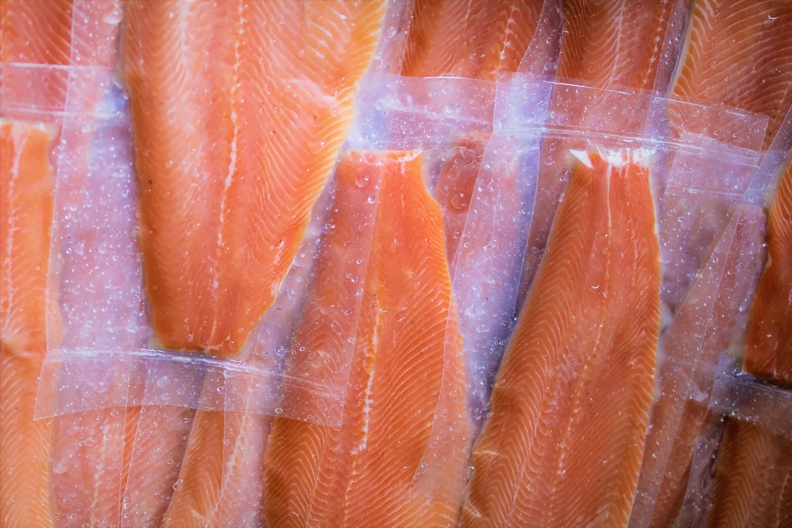 Filetes de trucha arcoíris fresca Truchas Belmira