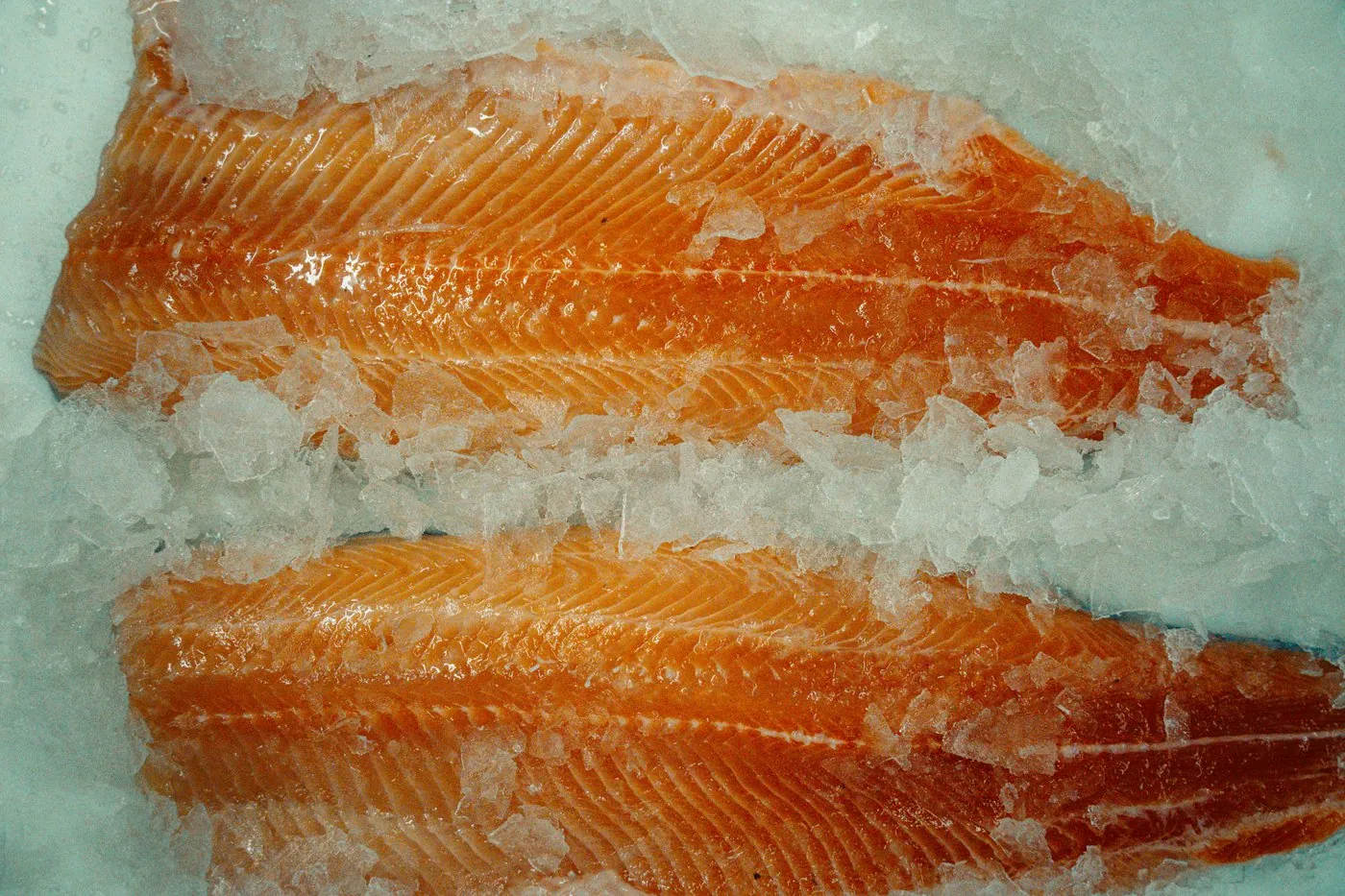 Filete de trucha arcoíris roja (salmonada)